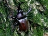 「かぶと虫の森」にぎわう(1)